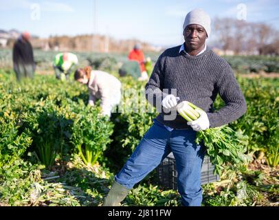 Selbstbewusster Mann, der sich mit dem Anbau von Bio-Gemüse beschäftigt und die Ernte von reifem Sellerie in Schachteln auf dem Feld arrangiert Stockfoto