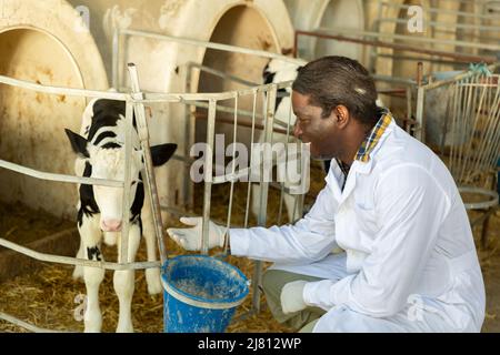 Ein qualifizierter afroamerikanischer Tierarzt untersucht ein junges Kalb Stockfoto