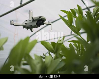 Eine kleine Drohne fliegt in einem Polytunnel und untersucht eine Ernte von Saubohnen (Vicia faba), was den Einsatz von Drohnen in der Landwirtschaft veranschaulicht. Stockfoto