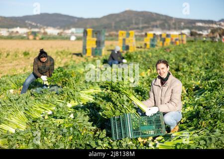 Frau, die Sellerie auf dem Gemüsefeld erntet Stockfoto