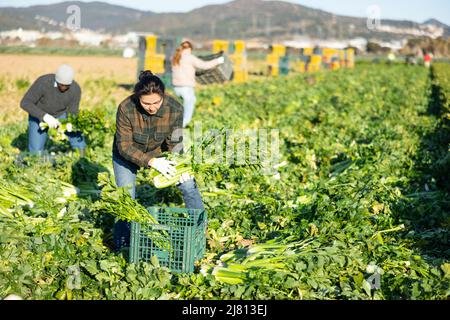 Frau, die Sellerie auf dem Gemüsefeld erntet Stockfoto