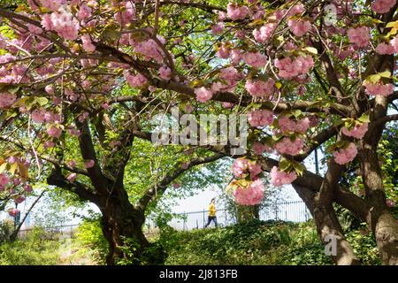 Die Stephanie und Fred Shuman Laufstrecke im Central Park ist an einem sonnigen Frühlingstag, NYC, USA 2022, beliebt Stockfoto