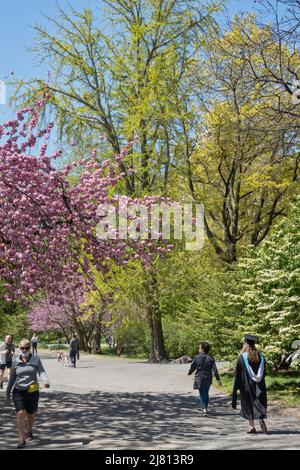 Kwanzan Kirschblüten im Central Park sind wunderschön im Frühling, New York City, USA 2022 Stockfoto