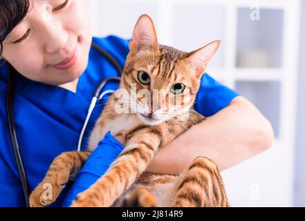 Ärztin Tierärztin hält eine niedliche Katze an den Händen in der Tierarztklinik und lächelt Stockfoto