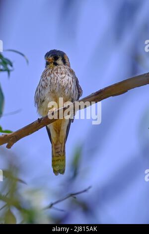 American Kestrel (Falco sparverius), ein erwachsenes Weibchen, das auf dem Ast eines Eukalyptusbaums thront. Stockfoto