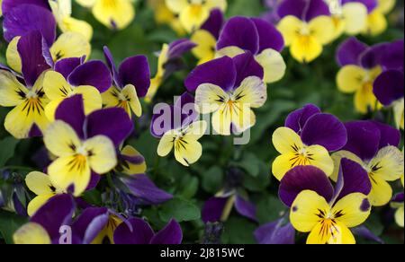 Rebelina violette und gelbe Veilchen in einem Frühlingsgarten. Stockfoto