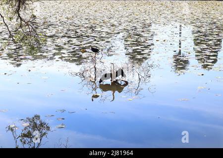 Vogel im Park See Stockfoto