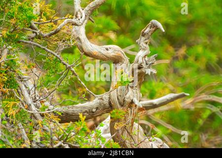 Weiches Bild von trockenen Ästen, verdrehtem Treibholz, auf einem grünen Hintergrund von Wacholderblättern in der Taiga Stockfoto