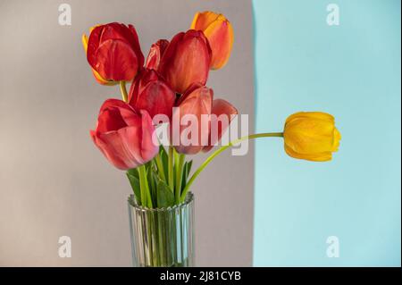 Blumenstrauß vor graublauem Hintergrund. Rote und gelbe Tulpen in einer klaren Glasvase. Schöne bunte Blumen. Stockfoto