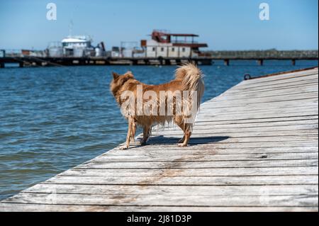 Ein kleiner nasser Hund steht auf einem alten verlassenen Pier. Das Heck eines rostigen Schiffes vertäute im Hintergrund an der Pier. Ein roter Hund der gemischten Rasse. Summerti Stockfoto