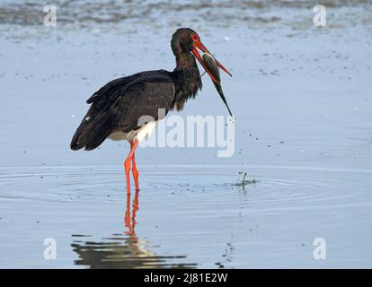 Schwarzstorch in einem Teich Stockfoto