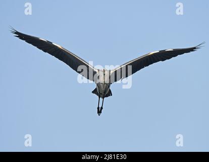 Grauer Reiher fliegt - frontal Stockfoto