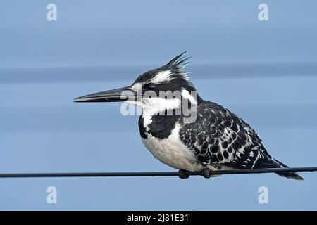 Pied Kingfisher Ceryle rudis Stockfoto