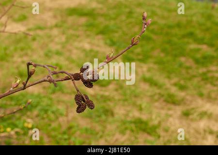 Alnus glutinosa. Zapfen und Knospen von schwarzer Erle Stockfoto