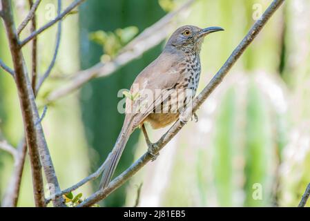 Gray thrasher endemische Spezies aus Baja California Sur, Mexiko, singen und halten Stockfoto