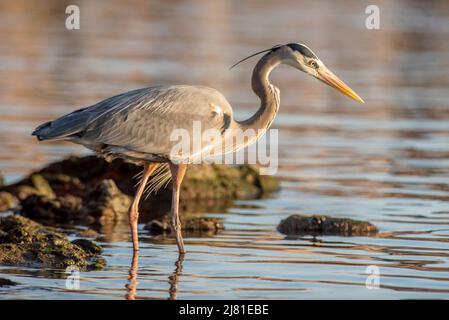 Große Blaureiher Angeln bei Sonnenuntergang in Loreto, Baja California Sur, Mexiko Stockfoto