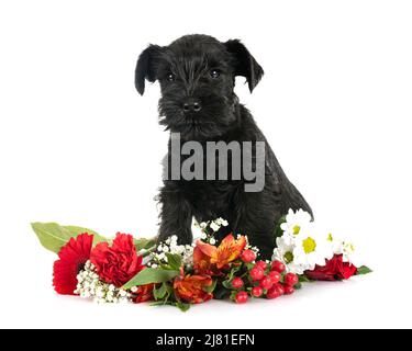Schwarzer Miniaturschnauzer vor weißem Hintergrund Stockfoto