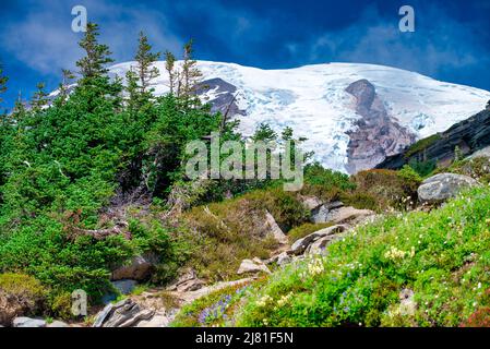 Mount Rainier mit schneebedecktem Gipfel an einem schönen sonnigen Tag, Washington, USA Stockfoto