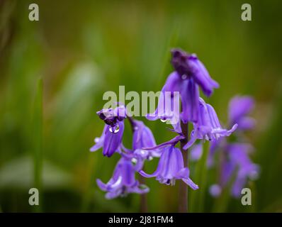 Bluebells oder Hyacinthoides non-scripta. Wilde Bluebells schließen sich mit Regentropfen an und blühen in einem Frühlingswald. Unscharfer Hintergrund, selektiver Fokus, nob Stockfoto