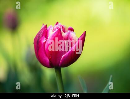 Weicher Fokus von dunkelrosa und weißen Doppeltulip mit Wassertau Tropfen im Frühlingsgarten mit verschwommenem Hintergrund. Stockfoto