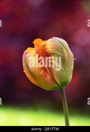 Orangefarbene, gelbe Papageientulpenblume mit ihren gekräuselten und gefiederten Blütenblättern im Frühlingsgarten mit verschwommenem Hintergrund. Stockfoto