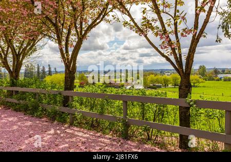 Malerischer Blick im Frühling auf einen Street Garden Path, gesäumt von wunderschönen Kirschbäumen in Blossom. Straßenfoto, Niemand, selektiver Fokus Stockfoto