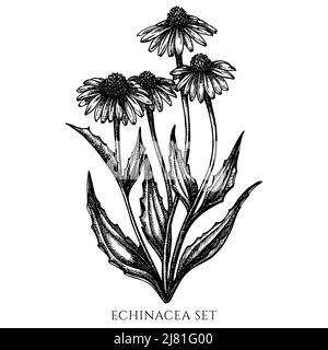 Teekräuter Vintage Vektor Illustrationen Kollektion. Schwarze und weiße Echinacea. Stock Vektor