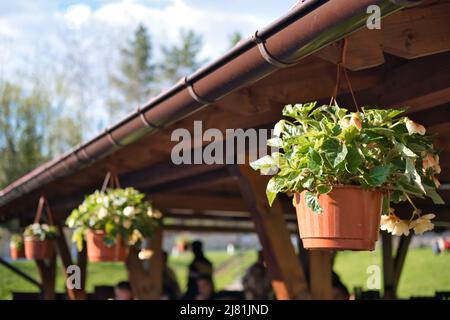 Außenbereich des Sommercafés, dekoriert mit Pflanzen und Blumen in hängenden Töpfen Stockfoto