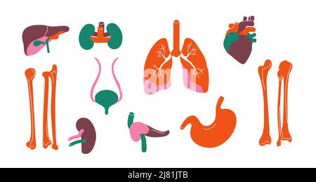 Menschliche Organe. Körper innere stilisierte Leber Nierenknochen Herz Pankreas Lunge, menschliche Anatomie Infografik, Spender und Transplantation Konzept. Vektor Stock Vektor