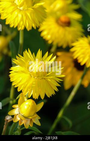 Gold, ewige Blüte, unvergänglich, unvergänglich, unvergänglich, unvergänglich, unvergänglich, Papier Gänseblümchen, Strohblume, Strohblume, Stockfoto