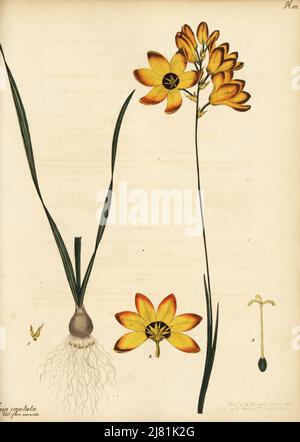 Gefleckte afrikanische Maissilie, Ixia maculata. Frieskalossie, Südafrika. Bunschblühende ixia, var. Blüte Goldfarbe, Ixia capitata var. flore aurantia. Kupferstich gezeichnet, gestochen und handkoloriert von Henry Andrews aus seinem Botanischen Register, Band 1, veröffentlicht 1799 in London. Stockfoto