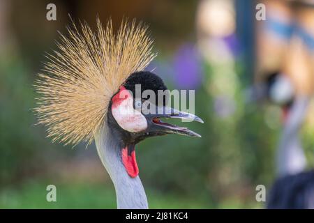 Portrait von Grauer Kranich oder Balearica regulorum mit seinen steifen goldenen Federn auf dem Kopf, Nahaufnahme Stockfoto