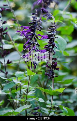 Salvia 'Amistad', sage 'Amistad'. Tiefviolette röhrenförmige Blüten mit schwarzen Kelchen Stockfoto