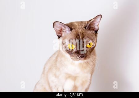 Birmanische Katze mit gelben Augen. Nahaufnahme im Hochformat. Stockfoto