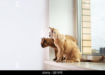 Die Familie der exotischen burmesischen Katze sitzt auf dem Fensterbrett. Stockfoto