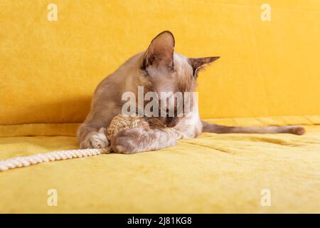 Verspielte Erwachsene burmesische Katze auf gelbem Sofa. Stockfoto