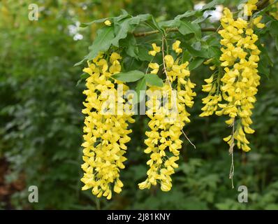 Blühender Goldkettenbaum Laburnum anagyroides Stockfoto