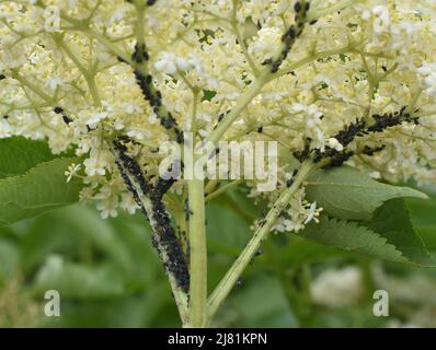 Blattläuse mit schwarzen Bohnenaphis fabae auf befallenen Holunderblüten Stockfoto