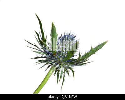Die blaue und dornige Blume einer Seetöckellie-Eryngium-Pflanze, isoliert auf weißem Hintergrund Stockfoto