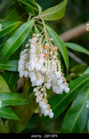 Pieris formosa var. forrestii ‘Wakehurst’, Himalaya Pieris, Andromeda oder Maiglöckchen Strauch Stockfoto