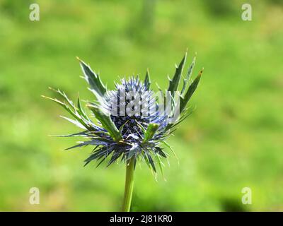 Die blaue und dornige Blume einer Seetöckling-Eryngium-Pflanze Stockfoto