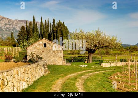 Weinberg im kroatischen Bergtal. Frühsommer. Stockfoto