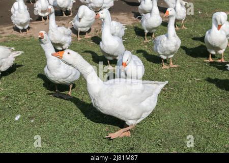Weiße Gänse auf grüner Wiese Stockfoto