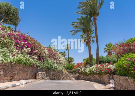 Leere Straße, bunte Blumen und Palmen auf der Straße von Ägypten in Sharm El Sheikh Stockfoto