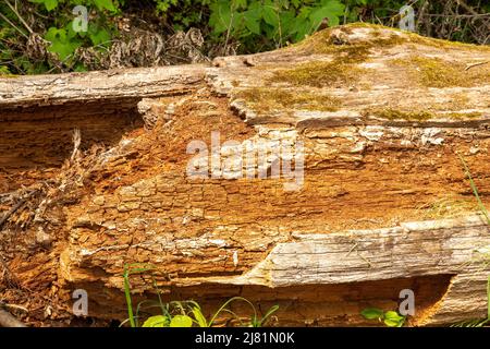 Verfallener alter Wald auf einem verfaulten Holzbalken Stockfoto