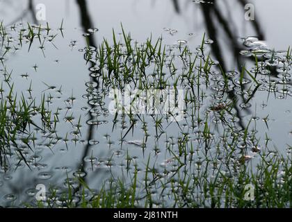 Oberflächenspannung um überflutete Grashalme aus der Nähe, Wassertropfen auf Grasspitzen Stockfoto