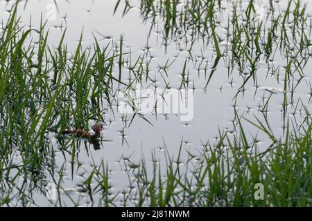 Oberflächenspannung um überflutete Grashalme aus der Nähe, Wassertropfen auf Grasspitzen Stockfoto