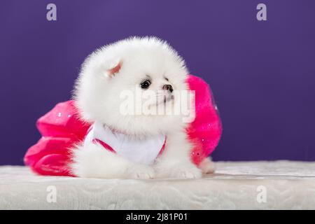 Niedliche kleine weiße pommersche Welpen tragen rosa Kleid. Stockfoto
