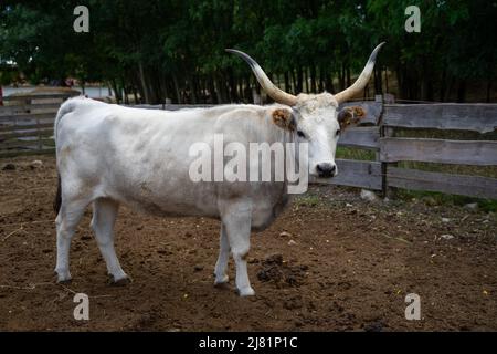 Szentendre, Ungarn - 01 Sep 2021: Wunderschöne ungarische Steppe-Rinder auf schlammigem Boden im berühmten Skanzen, Szentendre Stockfoto