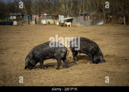 Pécel, Ungarn - 27. Feb 2022: Zwei schwarze pelzige Schweine graben in einer Schweinehaltung mit Schwänzen gegeneinander den Boden für Nahrung Stockfoto